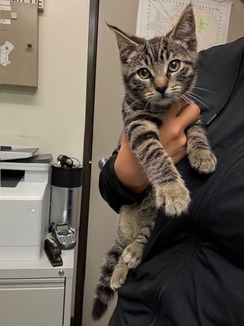 *NOAH - Domestic Short Hair available for adoption