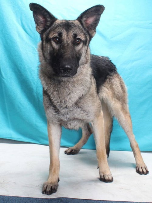 *RACHEL - German Shepherd Dog available for adoption