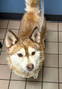 CHARLIE - Photo 1