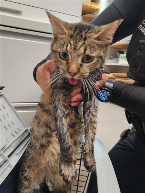 A142455 - Domestic Short Hair available for adoption