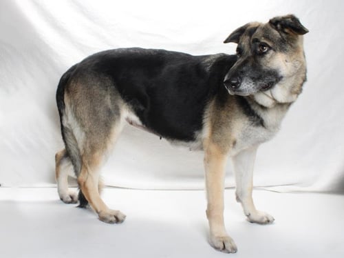 *DORA - German Shepherd Dog available for adoption
