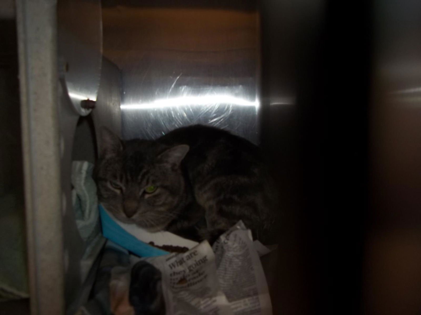 *MONKEY - Domestic Short Hair available for adoption