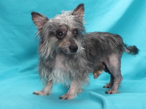 TEDDY - Terrier available for adoption