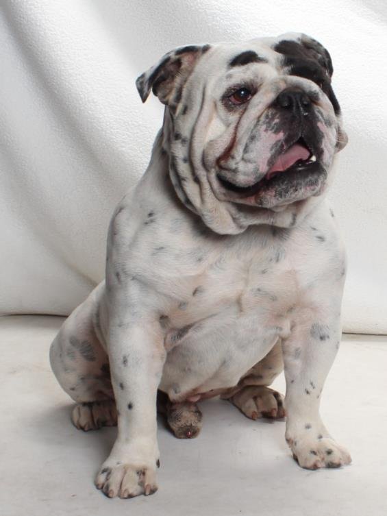 *PERCY - English Bulldog available for adoption