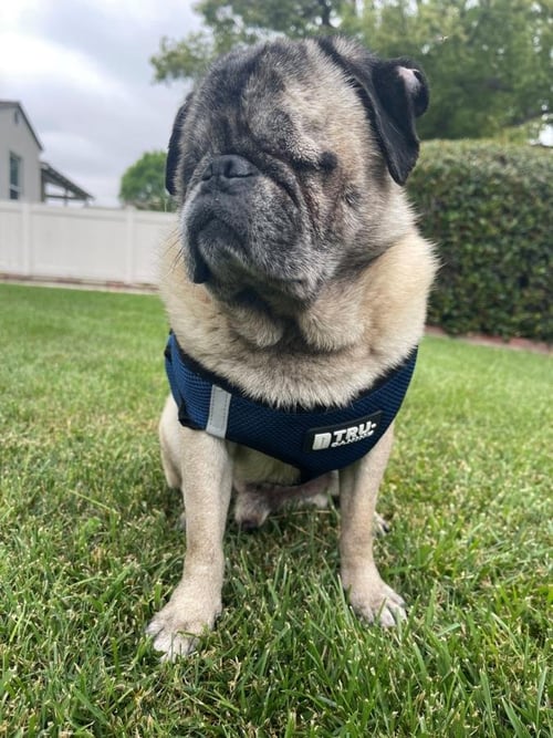 *PIGLET - Pug available for adoption