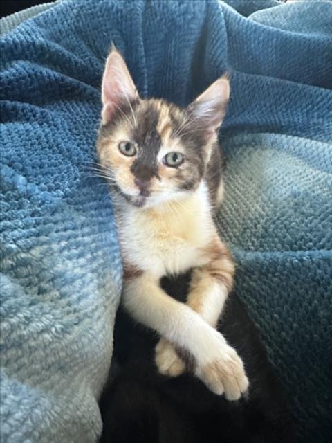 *LISA - Domestic Short Hair available for adoption
