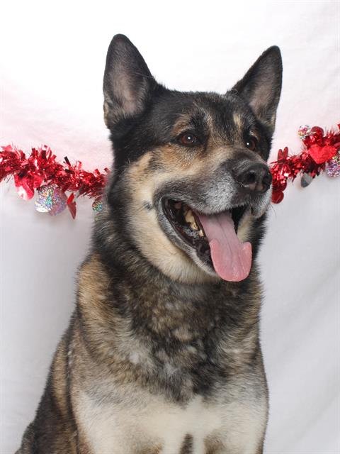 TYSON AKA MAX - German Shepherd Dog / Akita available for adoption