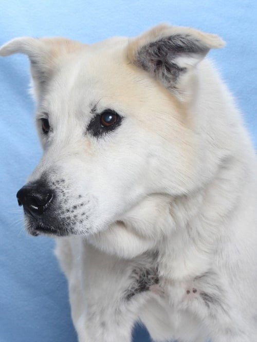 *BRUCE - Husky available for adoption