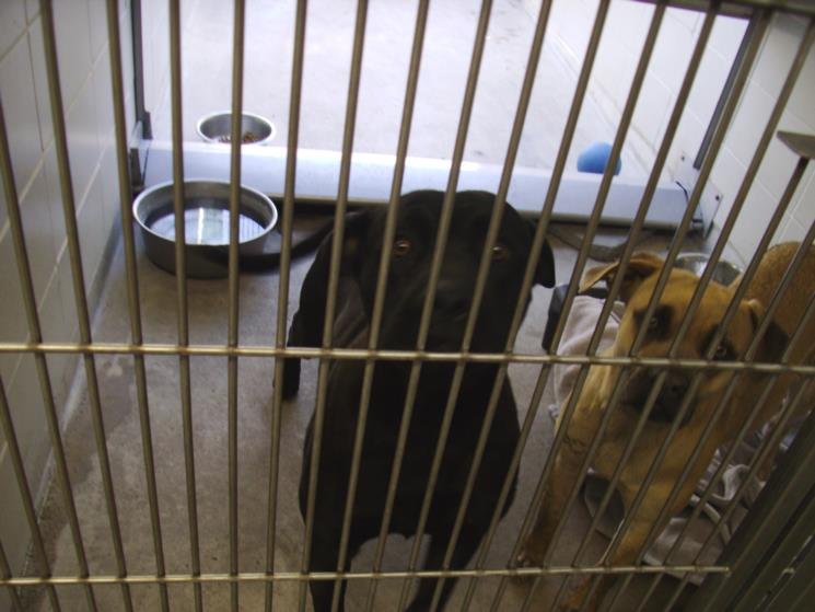 *SHERMAN - Labrador Retriever / Pit Bull Terrier available for adoption