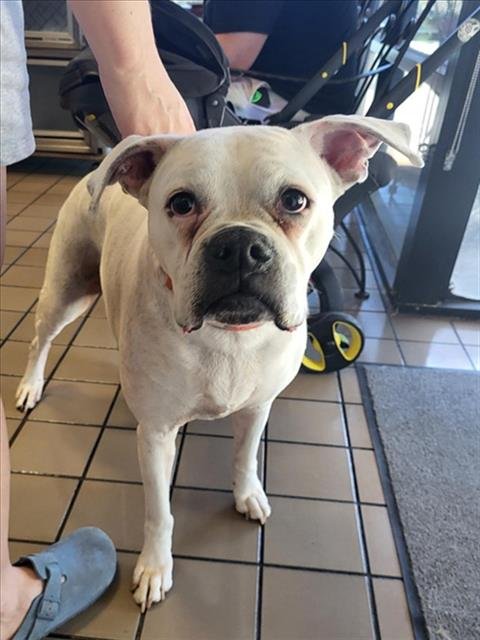 MISSISSIPPI - Boxer available for adoption