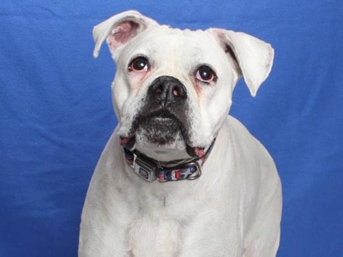 MISSISSIPPI - Boxer available for adoption