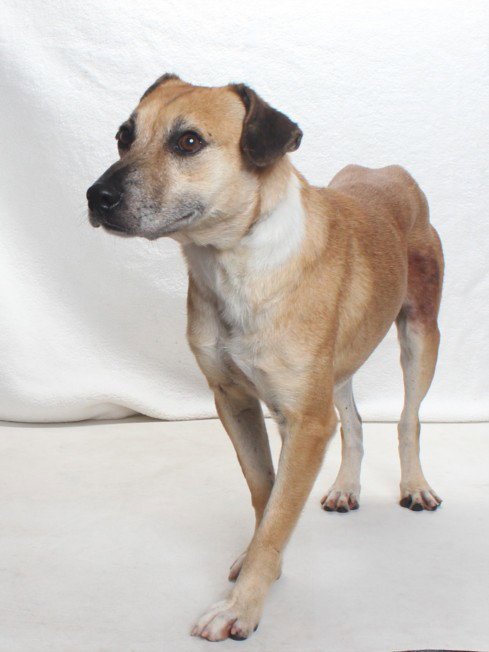 *SHELDON - Labrador Retriever / Beagle available for adoption