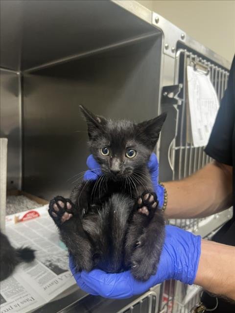 A142375 - Domestic Short Hair available for adoption