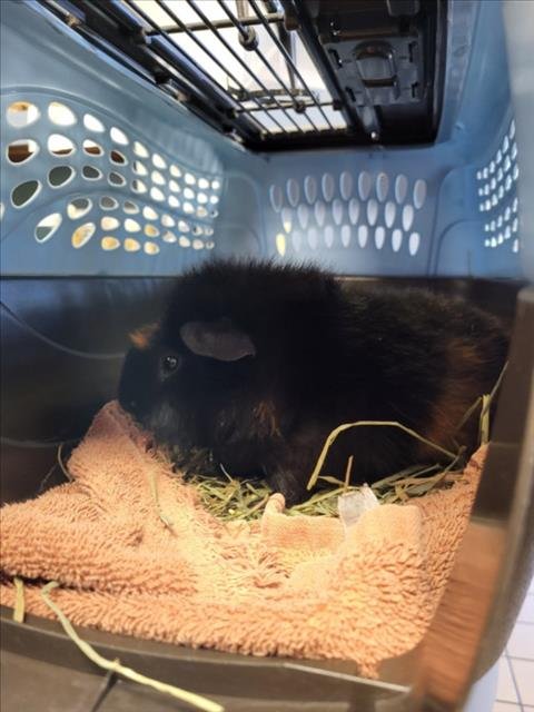 OREO - Guinea Pig available for adoption