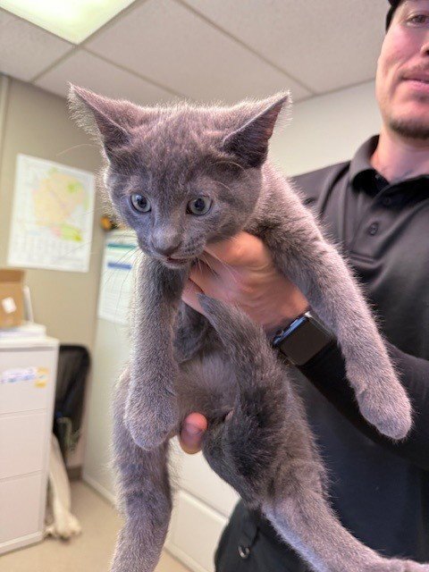 A139595 - Domestic Short Hair available for adoption