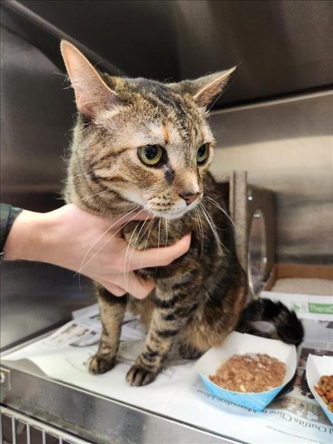 *TRIXIE - Domestic Short Hair available for adoption