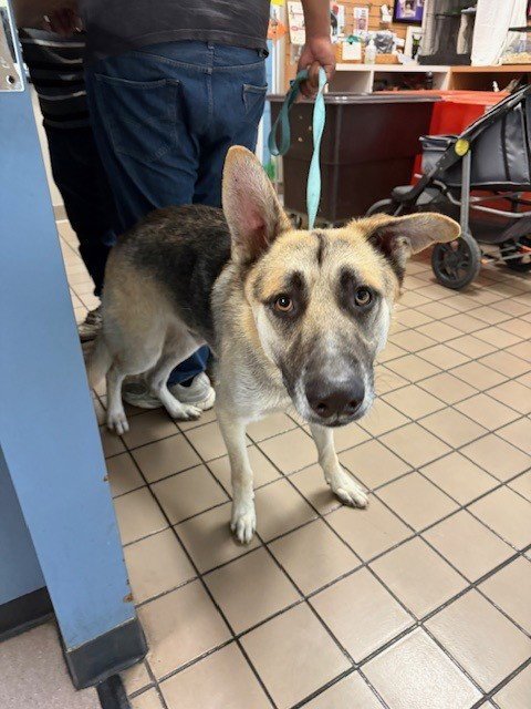 *SKIP - German Shepherd Dog available for adoption