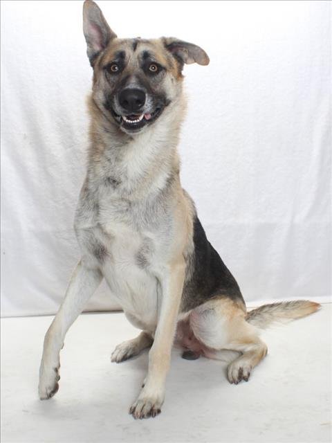 *SKIP - German Shepherd Dog available for adoption