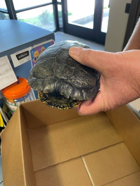 A111419 - Turtle available for adoption