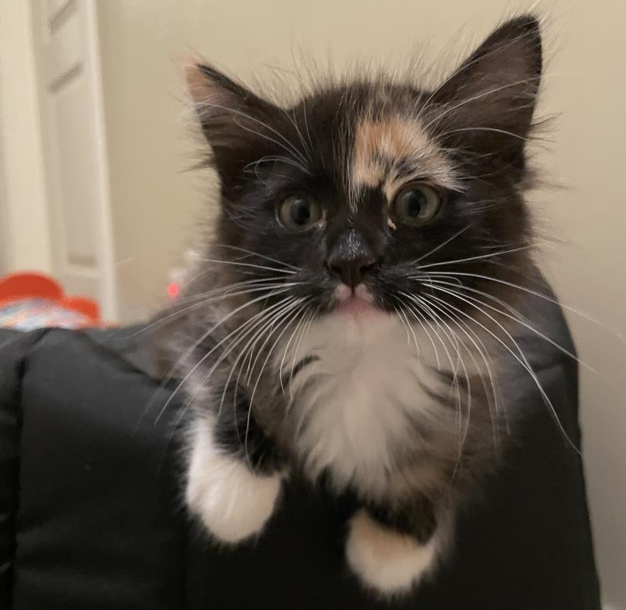 *AMBER - Domestic Short Hair available for adoption