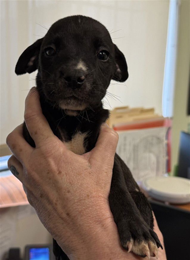 *CHANDLER - Great Dane / Pit Bull Terrier available for adoption