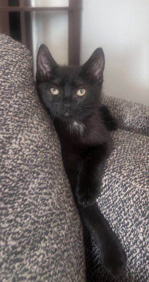 *ZORA - Domestic Short Hair available for adoption
