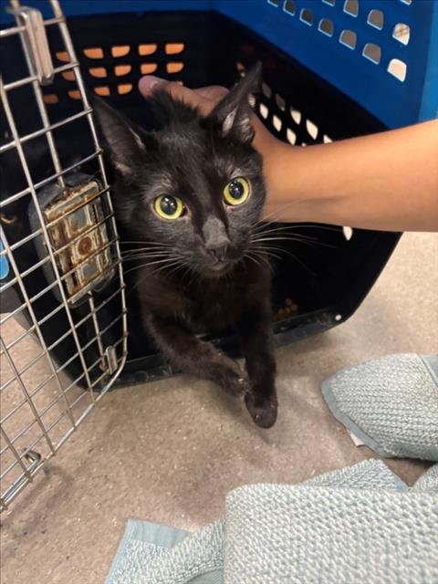 A143007 - Domestic Medium Hair available for adoption