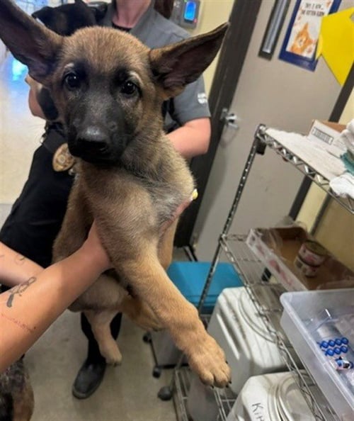 A142857 - German Shepherd Dog available for adoption