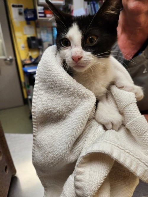 *JAN - Domestic Short Hair available for adoption
