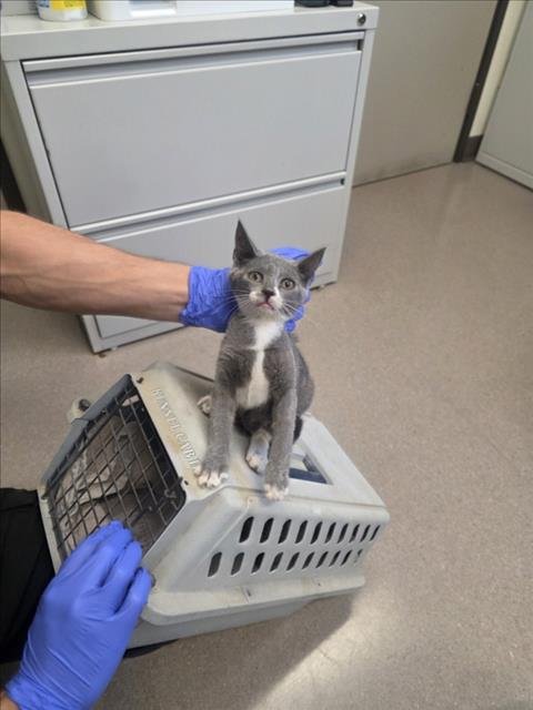 A141963 - Domestic Short Hair available for adoption