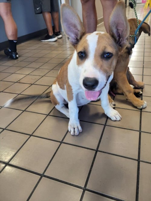 A143150 - Pit Bull Terrier available for adoption
