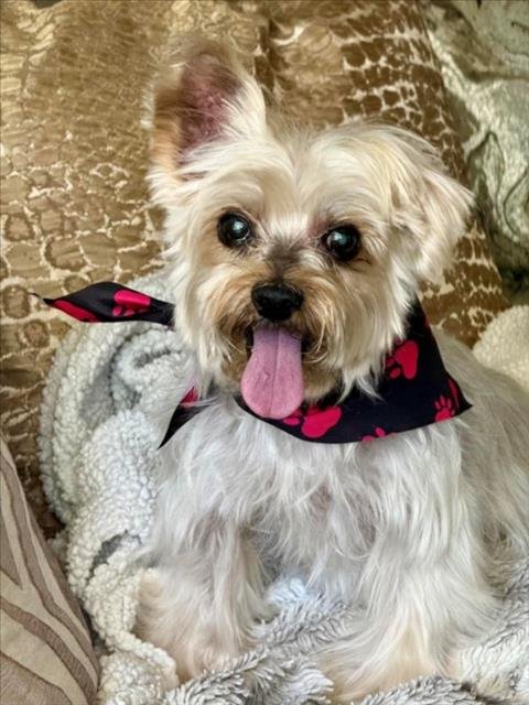 *PIERRE - Yorkshire Terrier Yorkie available for adoption