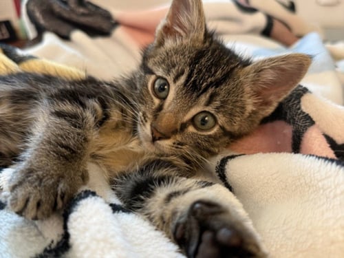 *ROCKY - Domestic Short Hair available for adoption