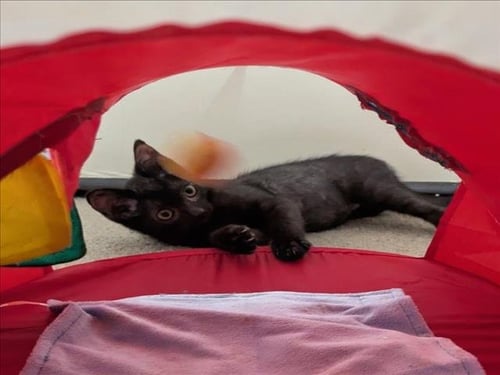*BILLY - Domestic Short Hair available for adoption
