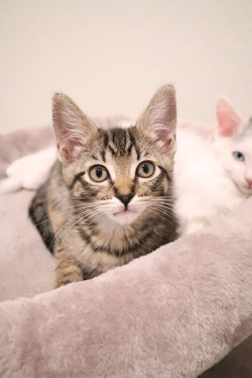 *LEA - Domestic Short Hair available for adoption