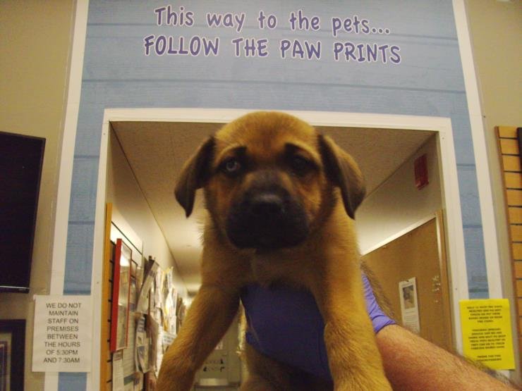 A138348 - German Shepherd Dog available for adoption