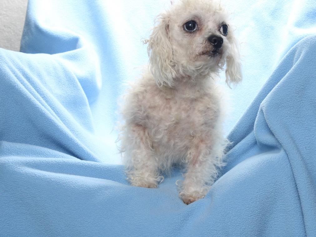 PLUSHY - Poodle (Toy) / Maltese available for adoption