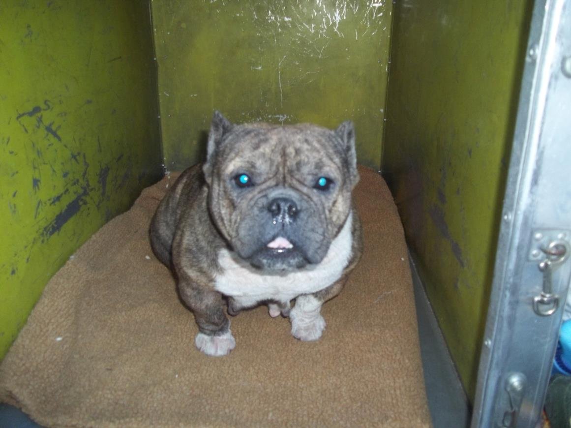 CHILLI - Pit Bull Terrier / French Bulldog available for adoption