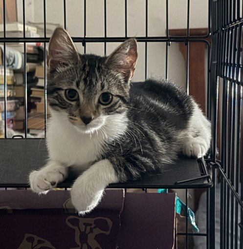 *CAMI - Domestic Short Hair available for adoption