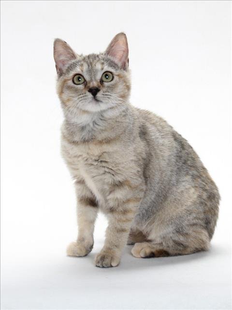 *BOBCAT - Domestic Short Hair available for adoption