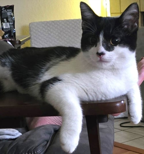 *MILKY WAY - Domestic Short Hair available for adoption