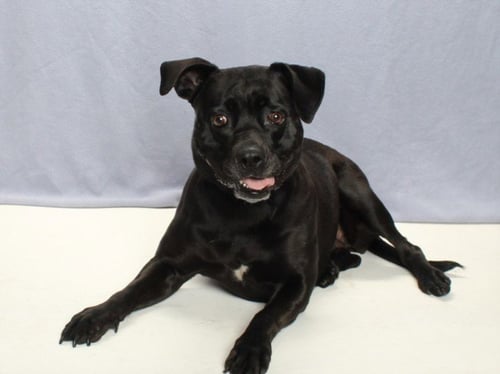 *MCGREGOR - Labrador Retriever / Pit Bull Terrier available for adoption