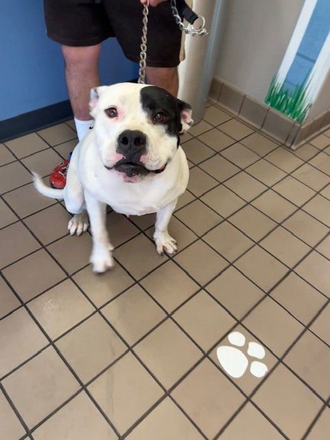 A138583 - Pit Bull Terrier available for adoption