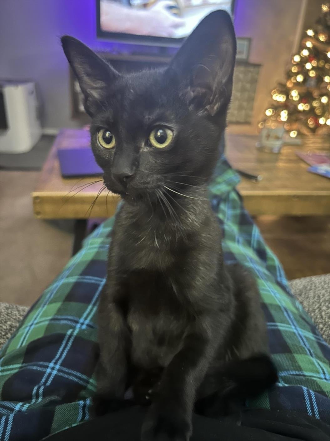 *WEDNESDAY - Domestic Short Hair available for adoption