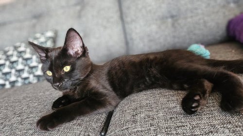 *ZORRO - Domestic Short Hair available for adoption