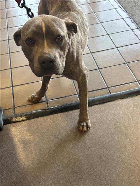 *SWEET POTATO - Pit Bull Terrier available for adoption