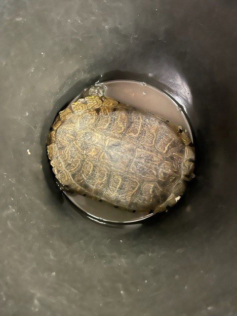 A112468 - Turtle available for adoption