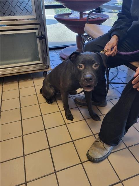 *MOLLY - Pit Bull Terrier available for adoption