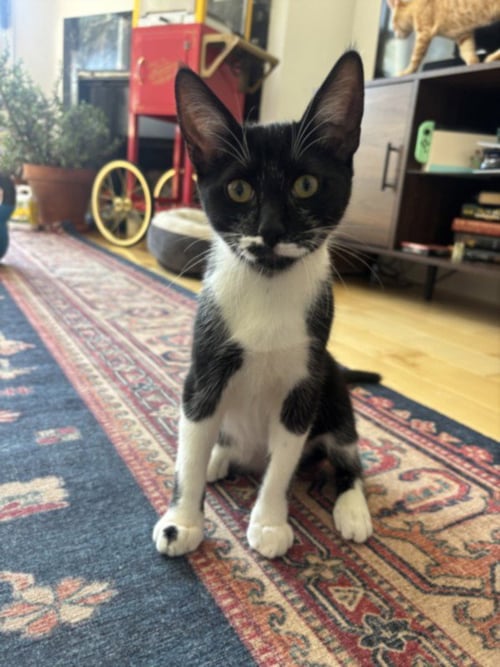 *RUTABAGA - Domestic Short Hair available for adoption
