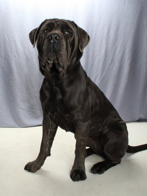 *STELLA BRENNAN - Neapolitan Mastiff available for adoption